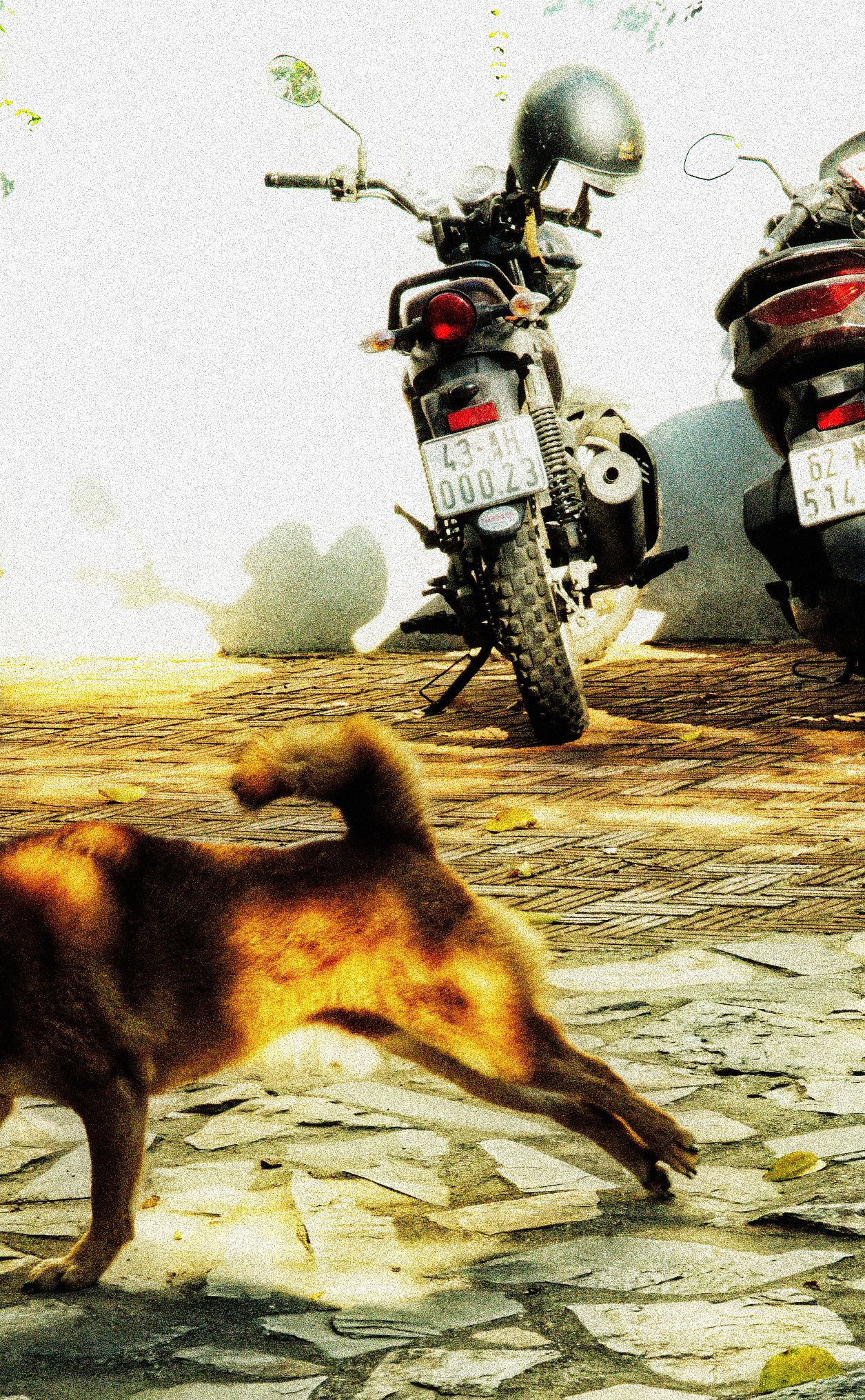 Vietnam — street dog and parked motorbikes